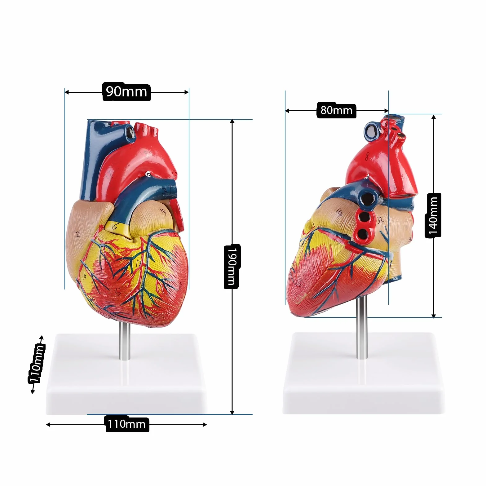 ERWEY Model ludzkiego serca do anatomii, replika 1:1 modelu serca naturalnej wielkości, z 34 oznaczeniami anatomicznymi i podstawą z PVC