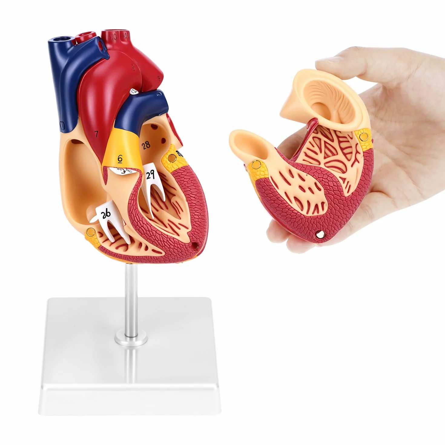 QWORK 2-częściowy model serca naturalnej wielkości z 34 oznaczeniami anatomicznymi