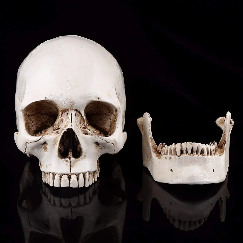 3-częściowa replika ludzkiej czaszki, naturalnej wielkości, model anatomiczny do dekoracji Halloween, realistyczna imitacja czaszki