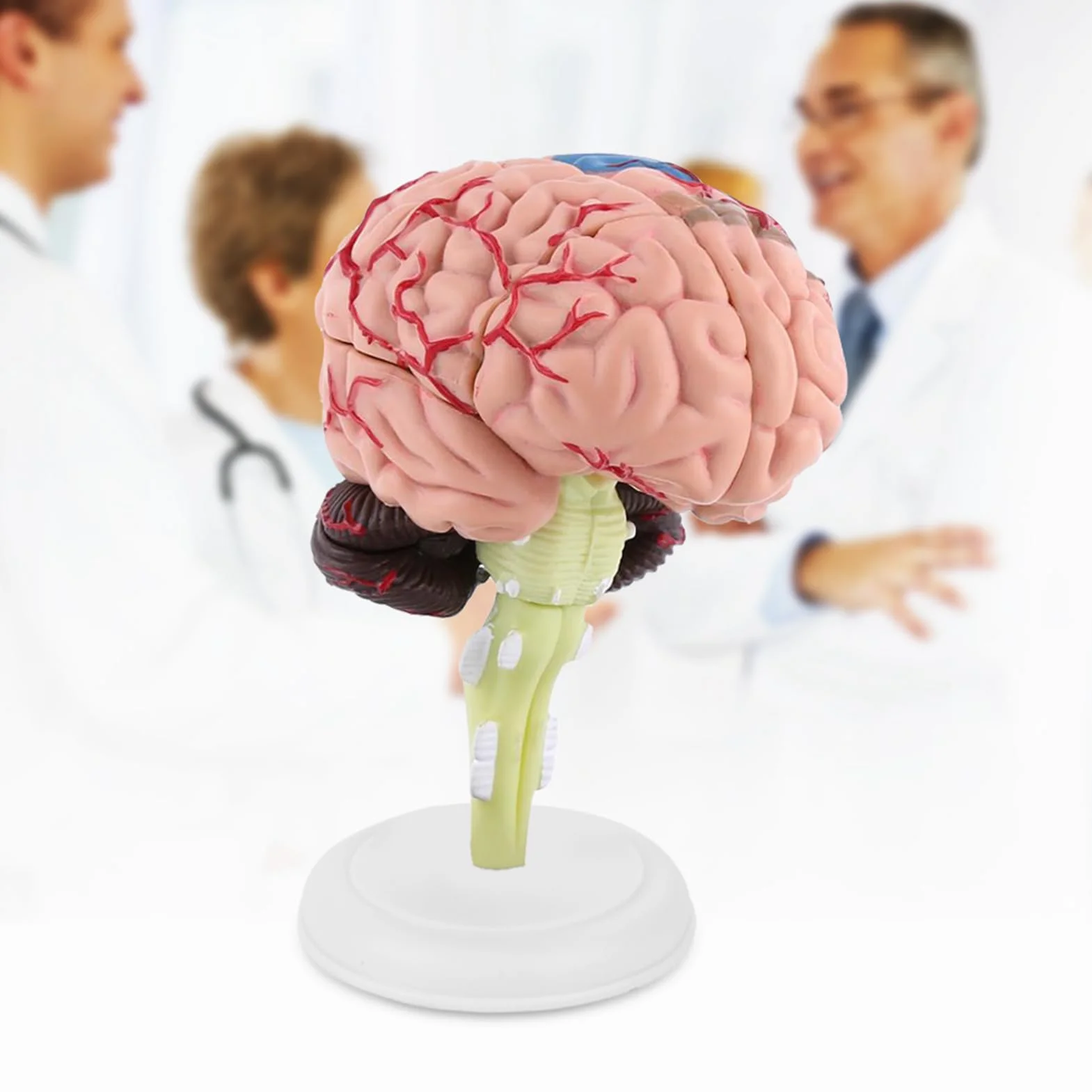 Ausla Model Ludzkiego Mózgu, Narzędzie Edukacyjne z Tworzywa Sztucznego, demontaż 8 Części do Badania Neurologii i Edukacji Pacjentów