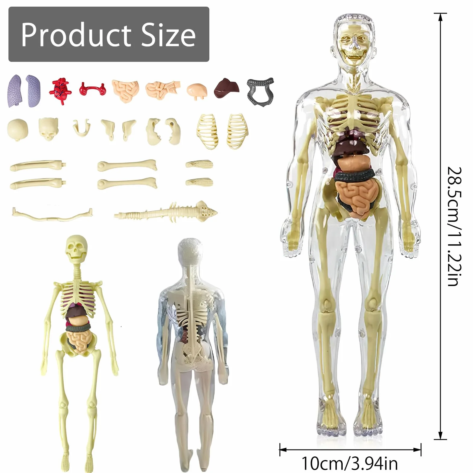 Model 3D ludzkiego ciała dla dzieci, model anatomiczny ciała, model anatomiczny, model szkieletu, model nauczania ludzkiego ciała, model szkieletu, model szkieletu ludzkiego