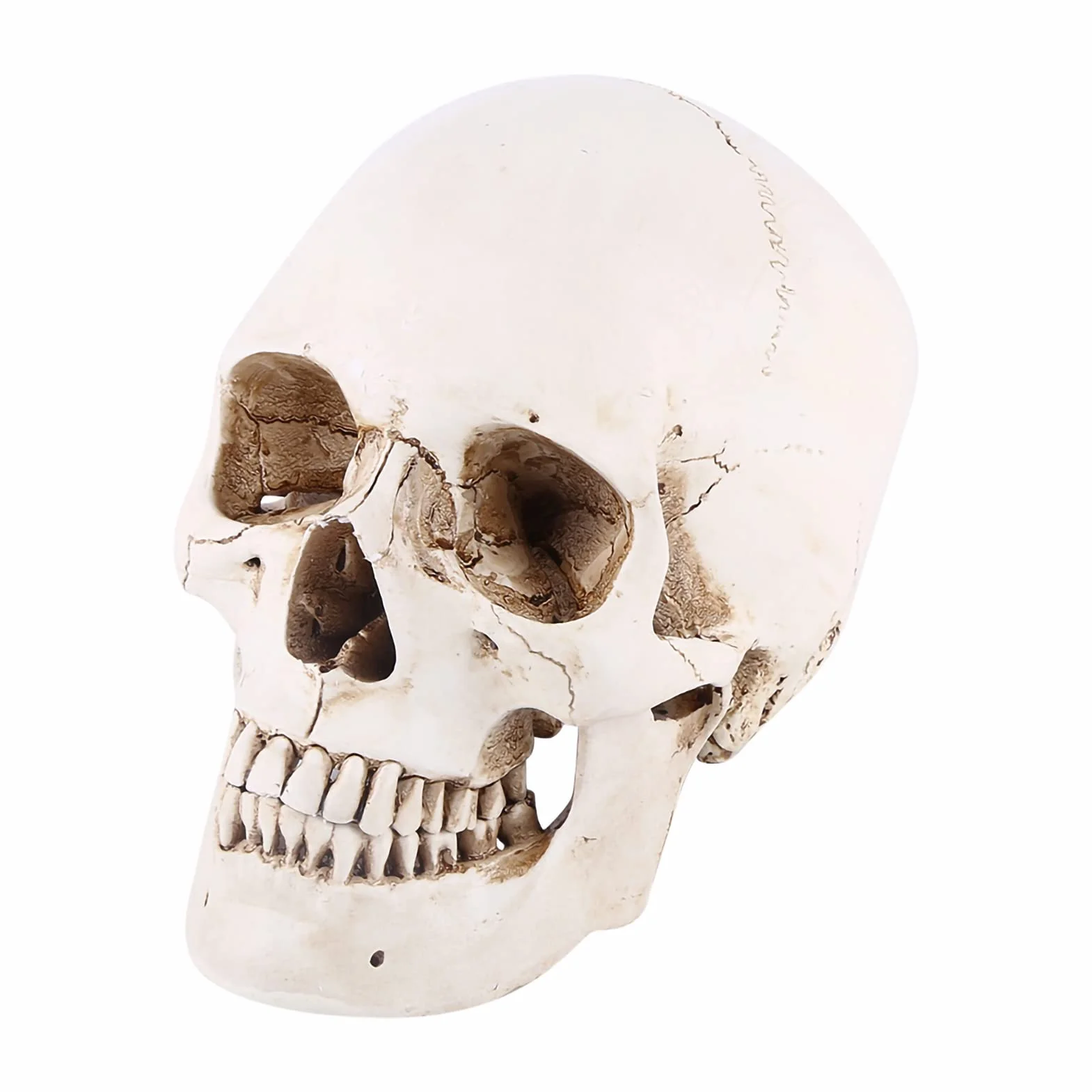 Realistyczna Replika Czaszki Ludzkiej Biała Żywica Ruchoma Szczęka Model Anatomiczny Halloween
