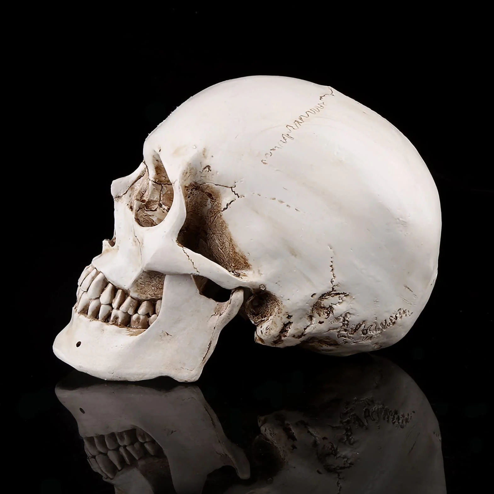 Realistyczna Replika Czaszki Ludzkiej Biała Żywica Ruchoma Szczęka Model Anatomiczny Halloween