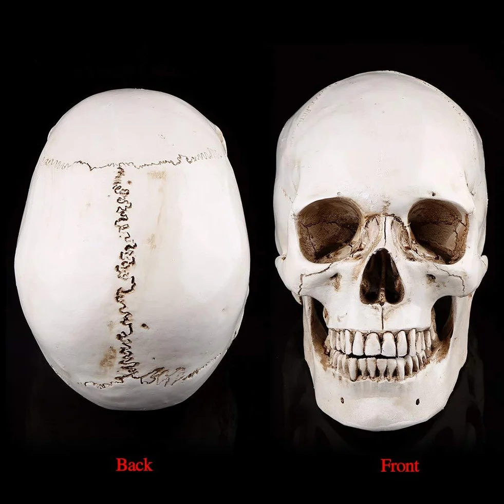 3-częściowa replika ludzkiej czaszki, naturalnej wielkości, model anatomiczny do dekoracji Halloween, realistyczna imitacja czaszki