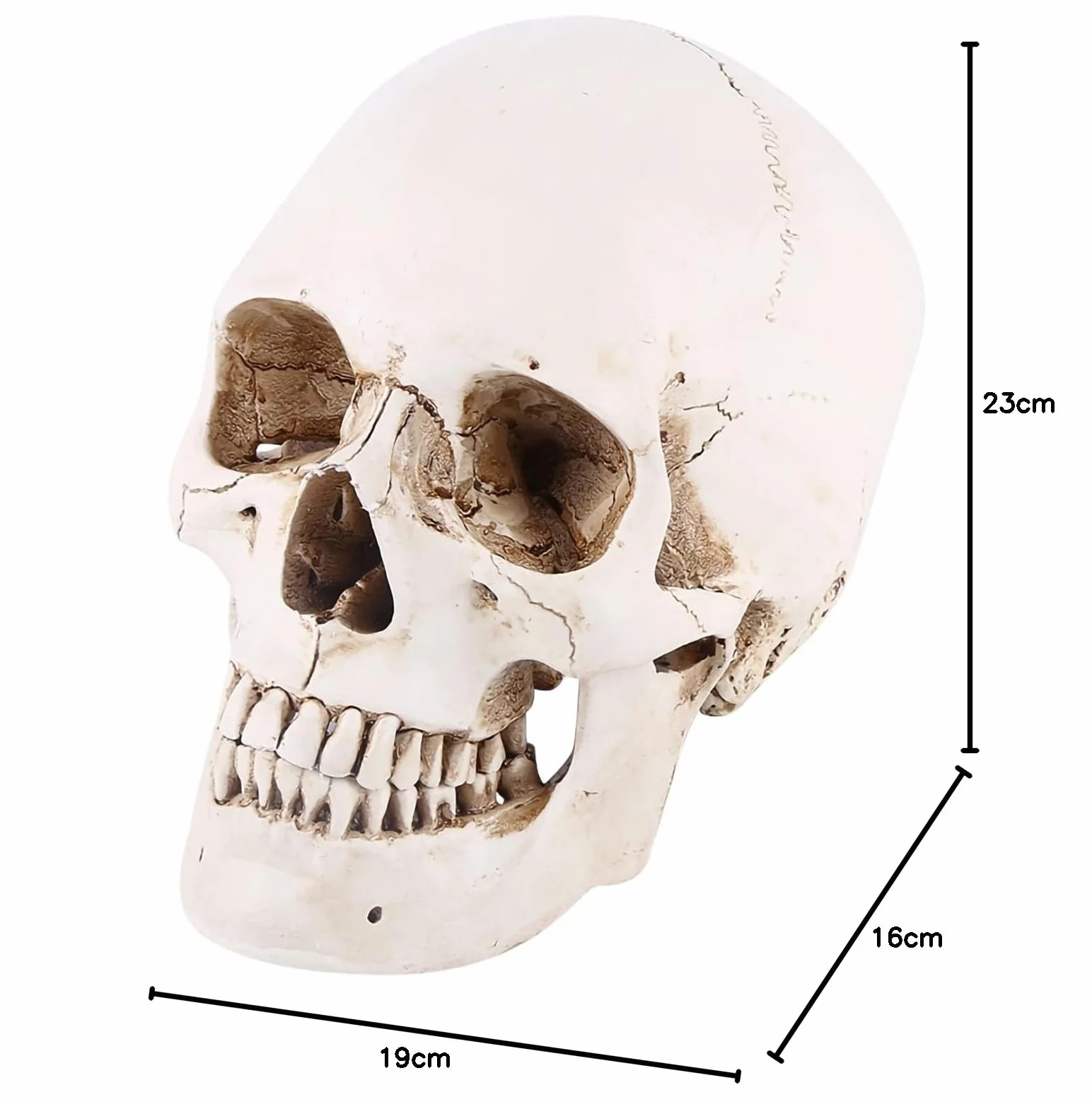Realistyczna Replika Czaszki Ludzkiej Biała Żywica Ruchoma Szczęka Model Anatomiczny Halloween