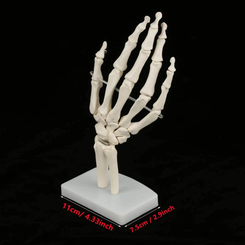 Model szkieletu ludzkiej dłoni i nadgarstka, medyczny anatomiczny model szkieletu ludzkiego nadgarstka 1:1 dla szkół szpitalny sprzęt laboratoryjny