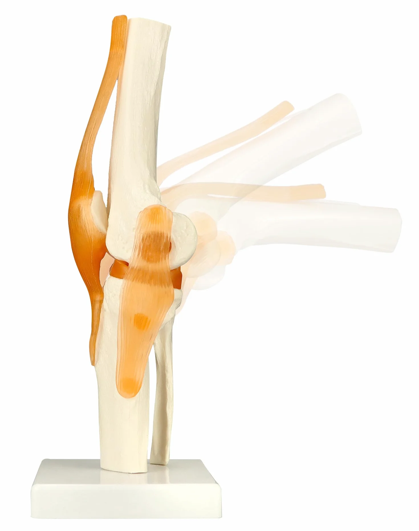 QWORK® naturalnej wielkości model anatomiczny szkieletu ludzkiego stawu kolanowego do nauki i nauczania medycznego (wysokość 30,5 cm)