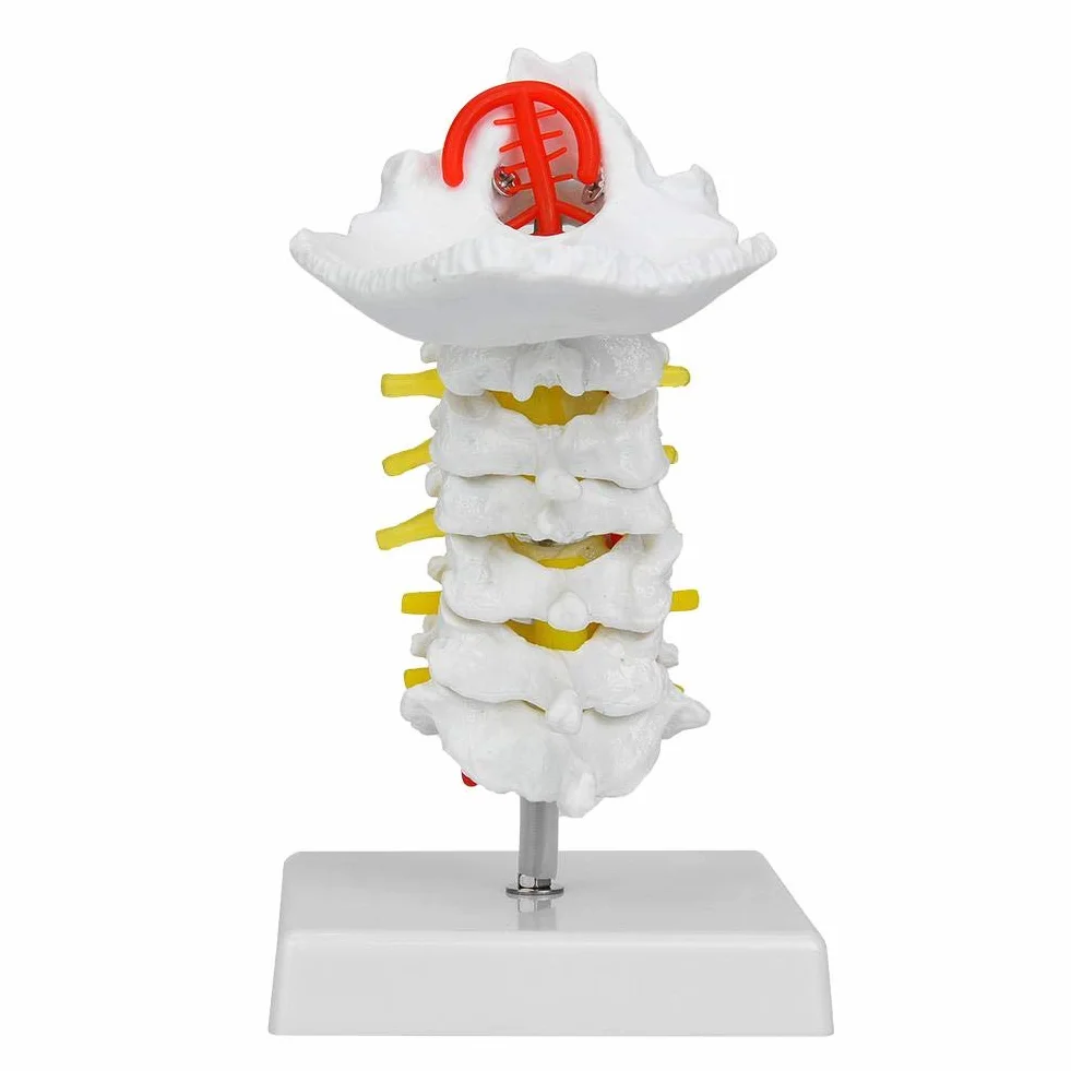Model ludzkiego kręgu szyjnego 1:1, model kręgosłupa szyjnego z tętnicą szyjną, model anatomiczny nerwów kręgosłupa do laboratorium naukowego