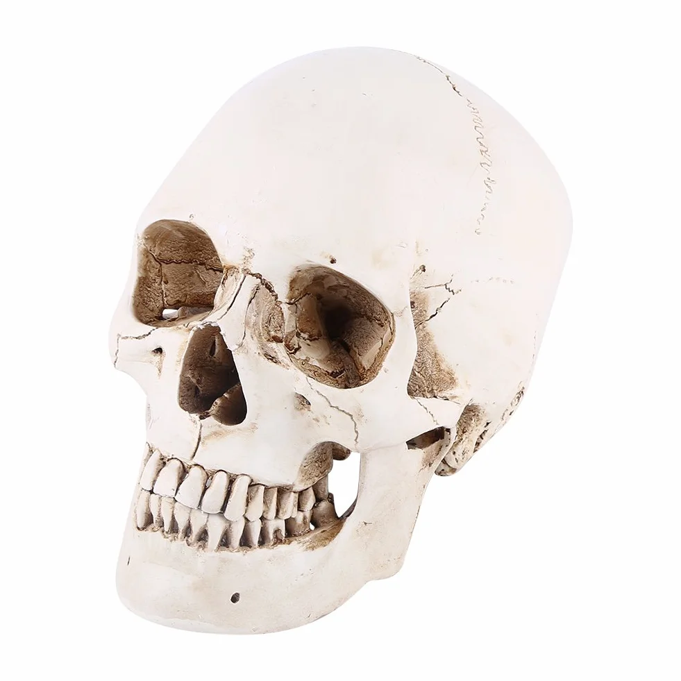 3-częściowa replika ludzkiej czaszki, naturalnej wielkości, model anatomiczny do dekoracji Halloween, realistyczna imitacja czaszki