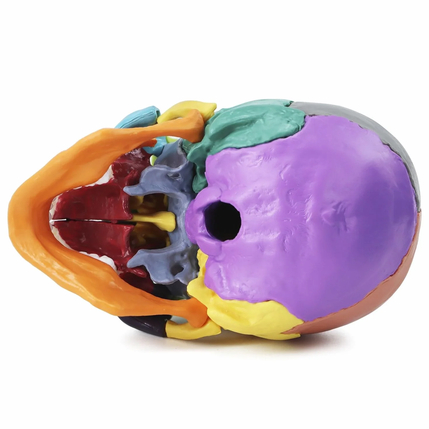 QWORK® kolorowy model czaszki 15 sztuk do lekcji anatomii, szczegółowe odwzorowanie kolorów umożliwia szybką identyfikację
