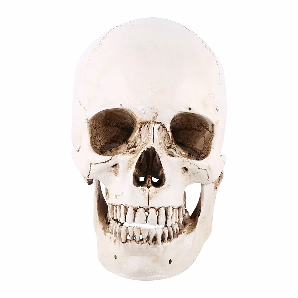 3-częściowa replika ludzkiej czaszki, naturalnej wielkości, model anatomiczny do dekoracji Halloween, realistyczna imitacja czaszki