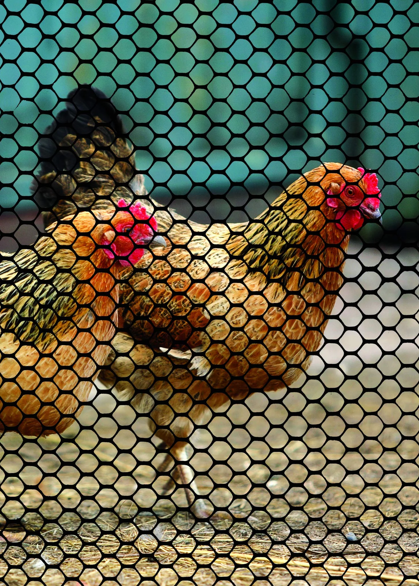 Tenax 72120548 Poultry Fence, 2' x 25', czarny