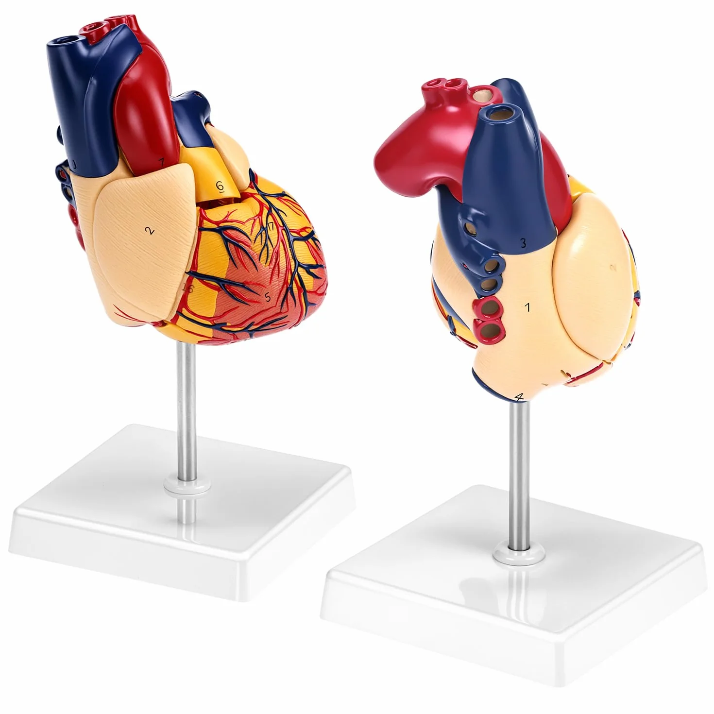 QWORK 2-częściowy model serca naturalnej wielkości z 34 oznaczeniami anatomicznymi